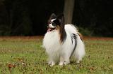 EPAGNEUL PAPILLON 057